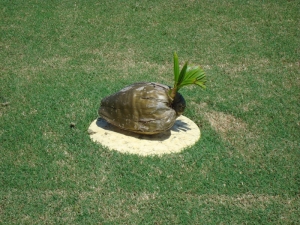 Mauritius Kokosnuss auf Golfplatz Le Paradis            